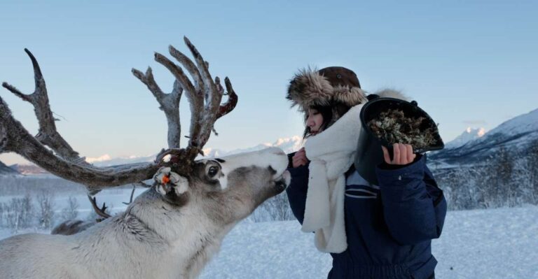 Tromsø: Reindeer Feeding And Sami Cultural Experience Exploring Tromsos Winter Wonderland