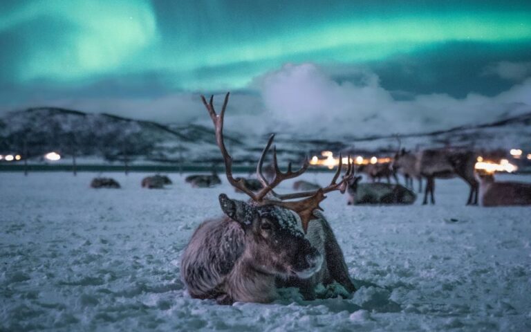 Tromsø: Reindeer Feeding With Chance Of Northern Lights Activity Details