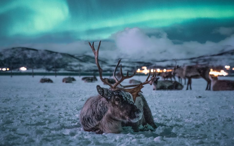 Tromsø: Reindeer Feeding With Chance of Northern Lights - Activity Details