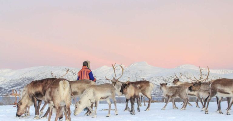 Tromsø: Reindeer Ranch And Sami Cultural Tour With Lunch Activity Overview