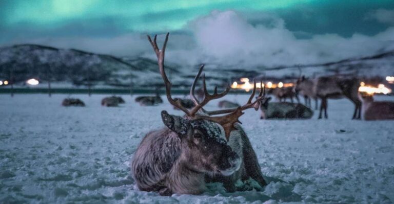 Tromsø: Reindeer Sled, Dinner, And Northern Lights Day Trip Overview Of The Day Trip