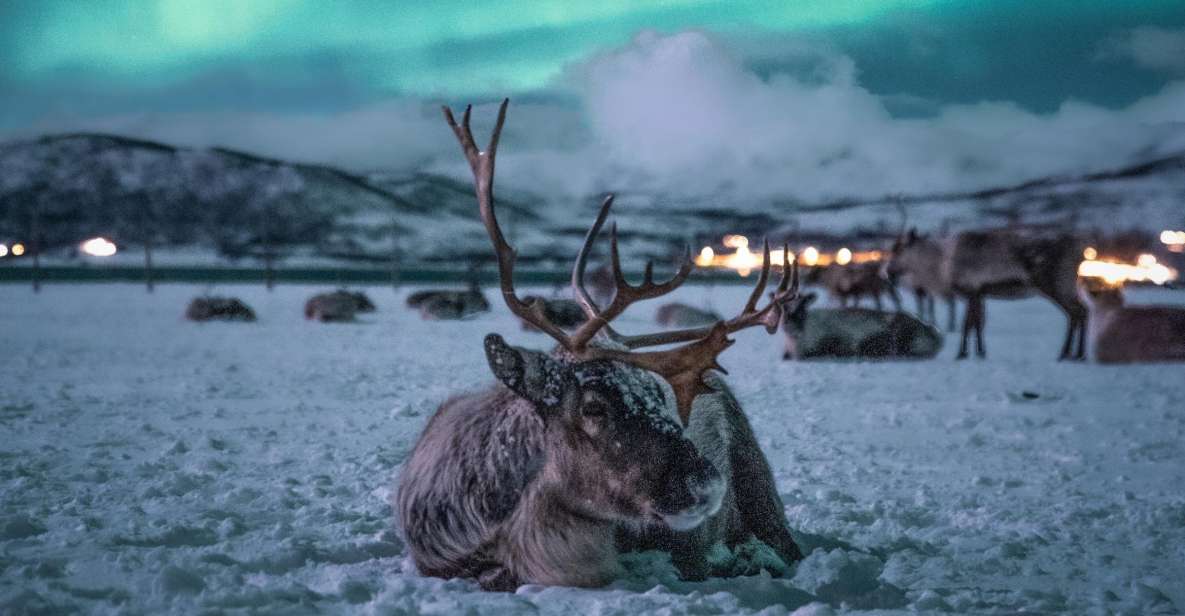 Tromsø: Reindeer Sled, Dinner, and Northern Lights Day Trip - Overview of the Day Trip