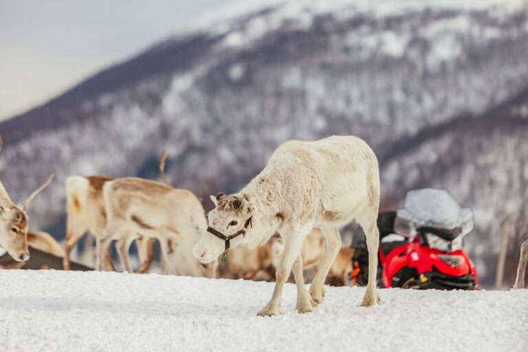 Tromsø: Reindeer Sledding & Feeding With A Sami Guide Activity Overview