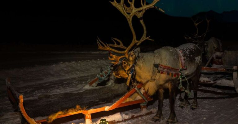 Tromso: Reindeer Sledding With Chance To See Northern Lights Overview Of The Activity