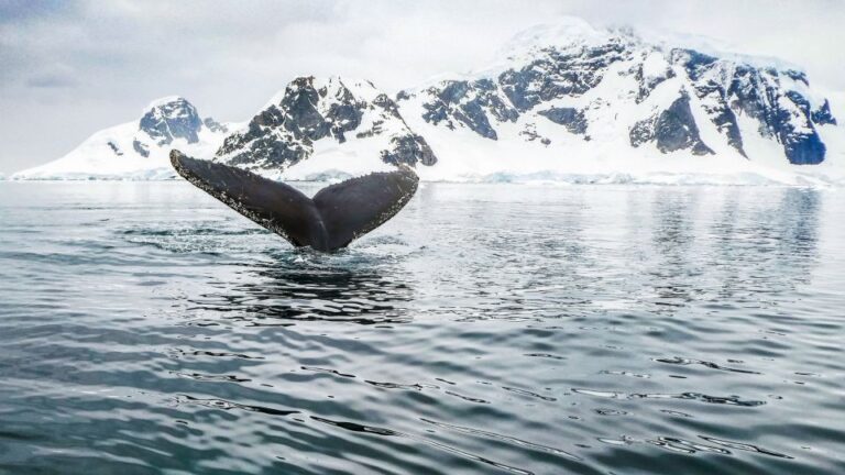 Tromsø: Whale Watching Tour By Hybrid Electric Catamaran Tour Overview