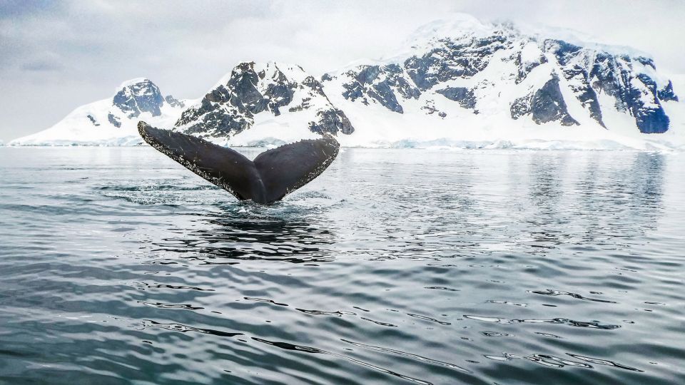 Tromsø: Whale Watching Tour by Hybrid-Electric Catamaran - Tour Overview