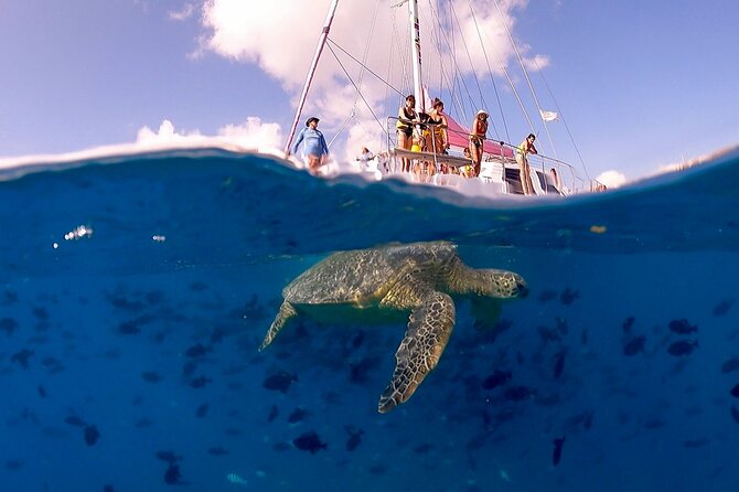 Turtle Snorkeling Adventure in Waikiki (Boat Tour) - Whats Included