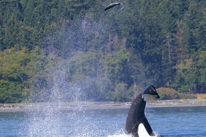 Ultimate Marine Whale & Wildlife Tour Vessel Features