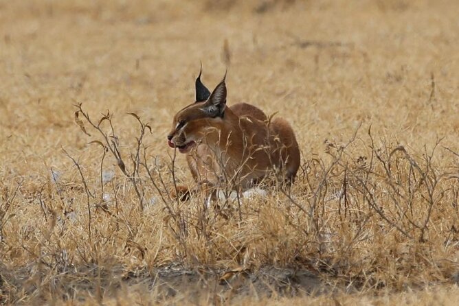 Unforgettable Tanzania Safari And Zanzibar Beach Comprehensive Safari Experiences