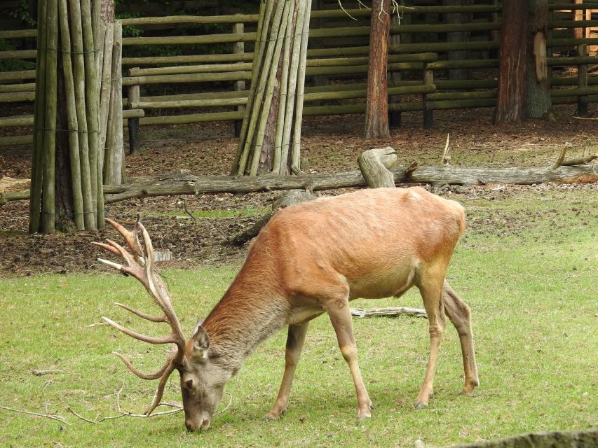 Usedom: 1-Day Trip to Wolin Park, Miedzyzdroje, Swinoujscie - Trip Overview and Pricing