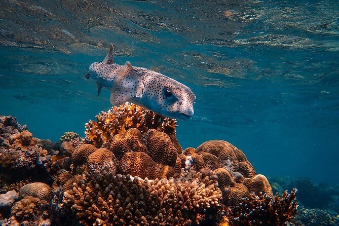 Usvi Private Charter Aboard Coqui Up To 8 Guests Customizable Snorkeling And Sailing