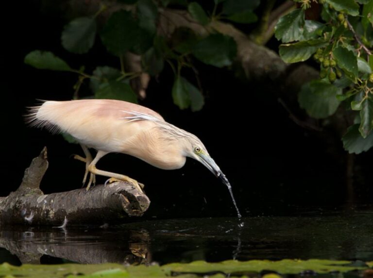 Valada Do Ribatejo: Tejo River Birdwatching Experience Overview Of The Experience