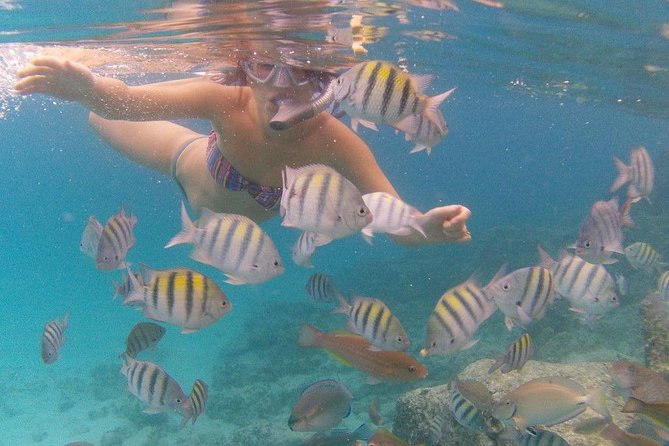 Vi Top Taxi &tours Usvi Coki Beach Snorkeling Tour Tour Overview