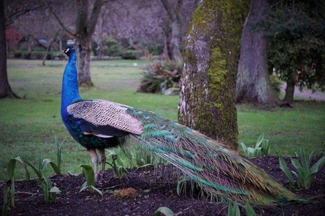 Victoria Sightseeing With Butchart Gardens And Whale Watching Iconic Buildings And Mansions