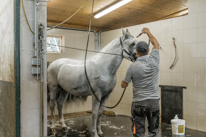 Vienna Horse-drawn Carriage Guided Tour - Inclusions