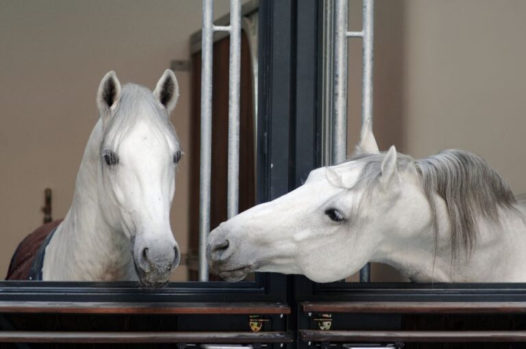 Vienna Spanish Riding School Guided Tour Tour Details