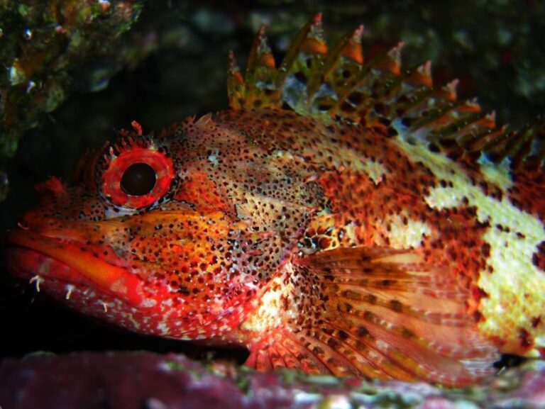 Vila Franca Do Campo: Introduction To Scuba Diving Tour Volcanic Crater Scuba Diving