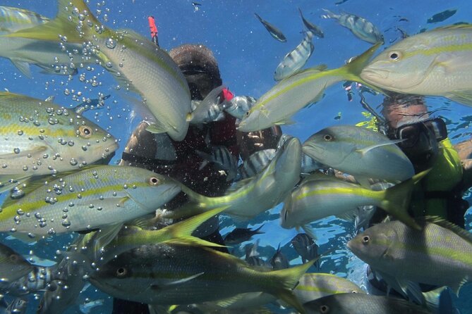 Vip Fascinating Boat Ride & Snorkeling At Sosua Bay Snorkeling Gear And Equipment