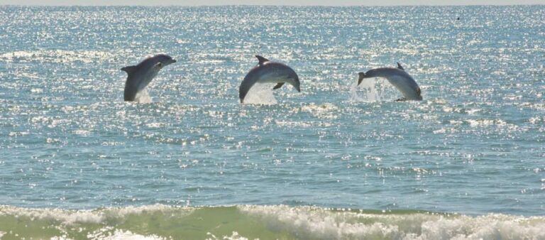 Virginia Beach: Dolphin Stand Up Paddleboard Tour Tour Overview