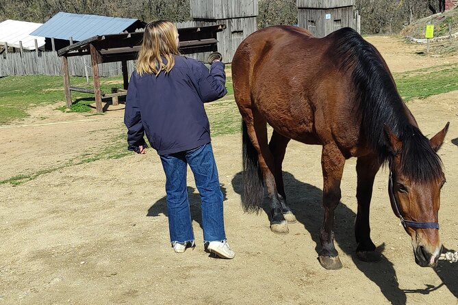 Visit A Farm And Horseback Riding In Nature Overview And Details