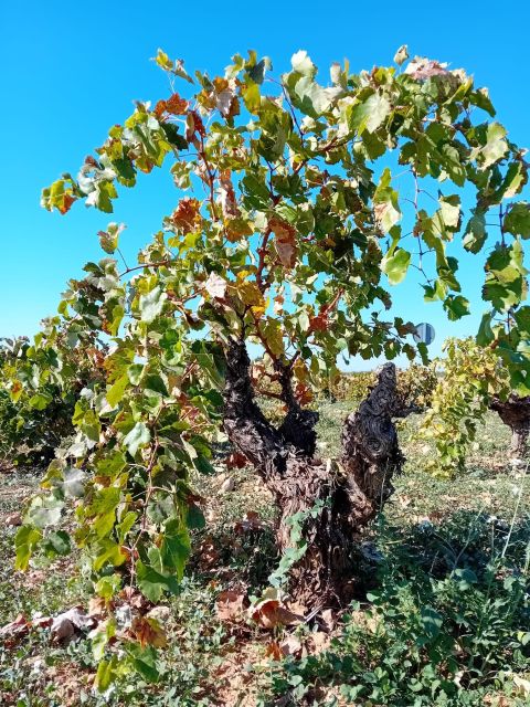 Visit A Winery Close To Madrid City Complete With Tasting Tour Overview