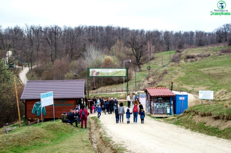 Visit Bear Sanctuary And Bran Castle From Brasov Tour Overview