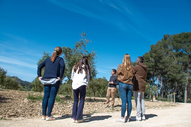 Visit The Finca And Olive Grove, Extra Virgin Olive Oil Tasting And Snack Location And Meeting Details