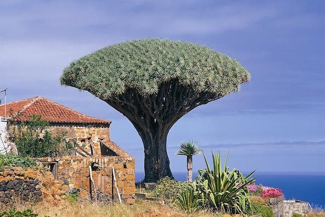 Volcano Teide Masca Ravine. Guided Tour From Puerto De La Cruz Tenerife Tour Overview