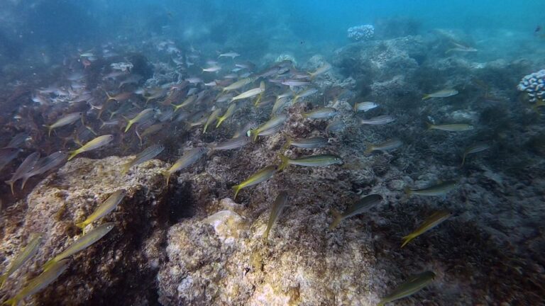 Waikiki: Honolulu Beginner Scuba Diving With Videos Activity Overview