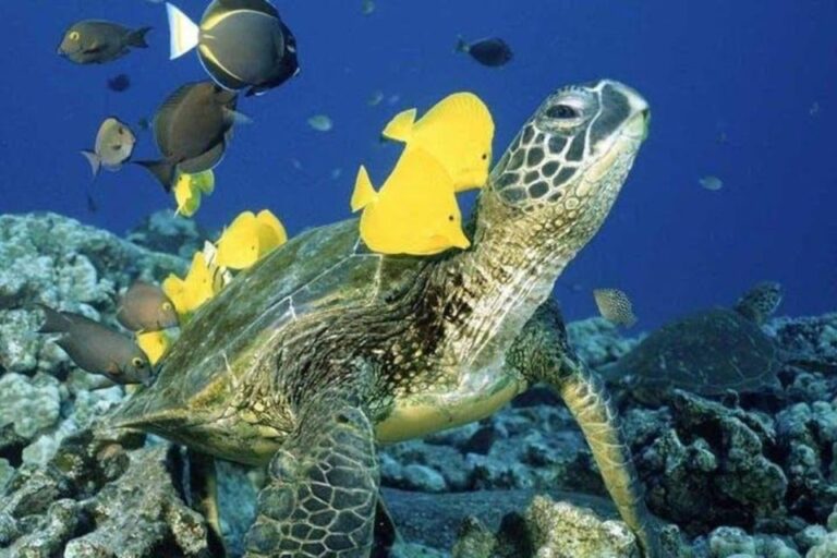 Waikiki: Sea Turtle Snorkeling Tour Tour Overview