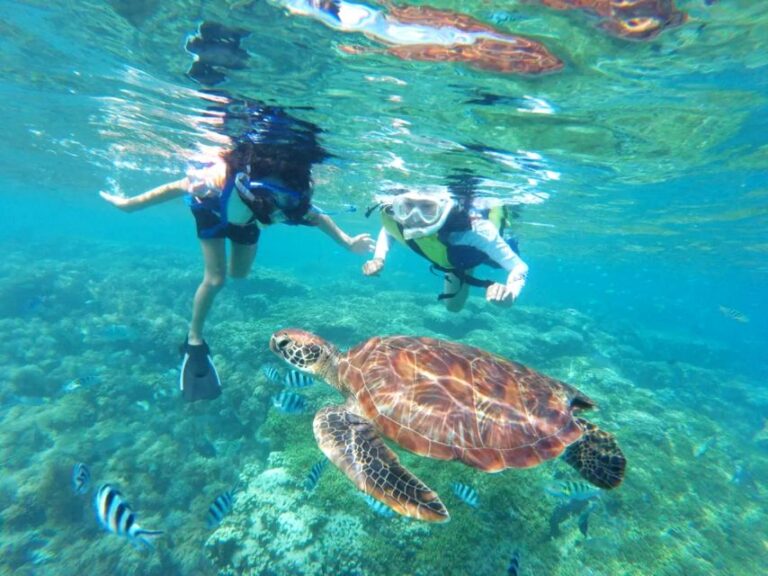 Waikiki: Turtle Snorkeling Cruise With 20ft Jumping Platform Tour Overview