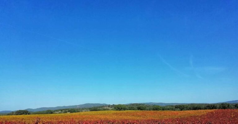 Walk The Cork Forest Experience Pack Experience Overview