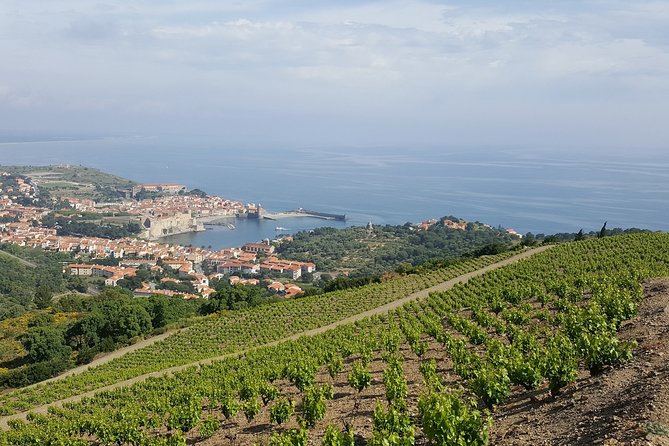 Walks In The Heart Of The Secret Vineyards Around Collioure, Tastings Details And Inclusions