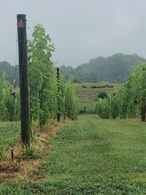 Washington Dc: Winery Tour Tour Overview