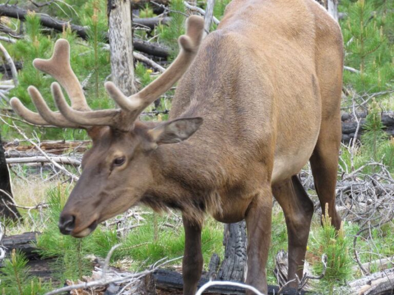 West Yellowstone: Yellowstone Day Tour Including Entry Fee Tour Overview