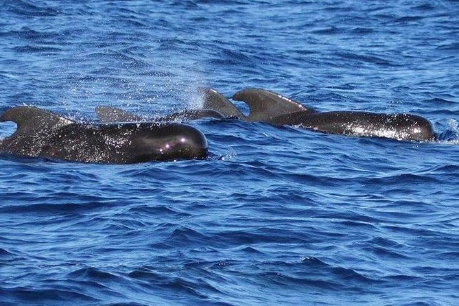 Whale And Dolphin Watching Cruise In St Lucia Inclusions And Amenities