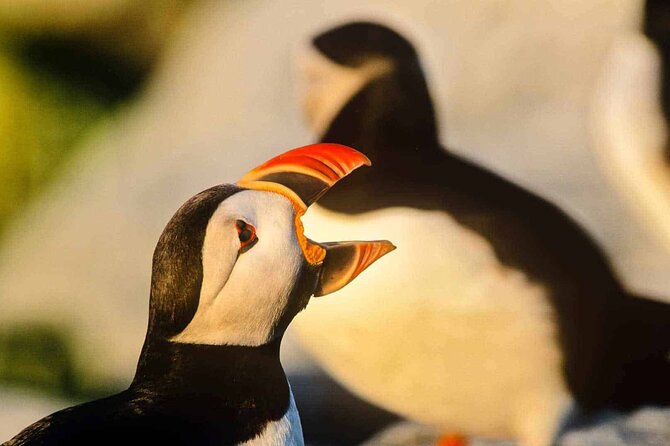 Whale And Puffin Watching Tour Included And Not Included