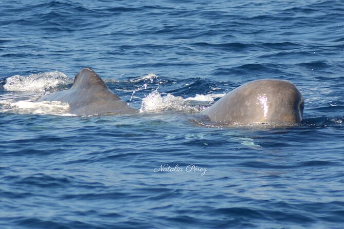 Whale Watching Activity In North Coast Inclusions And Provisions