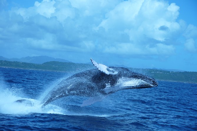 Whale Watching And Bacardi Island Day Trip From Punta Cana Inclusions