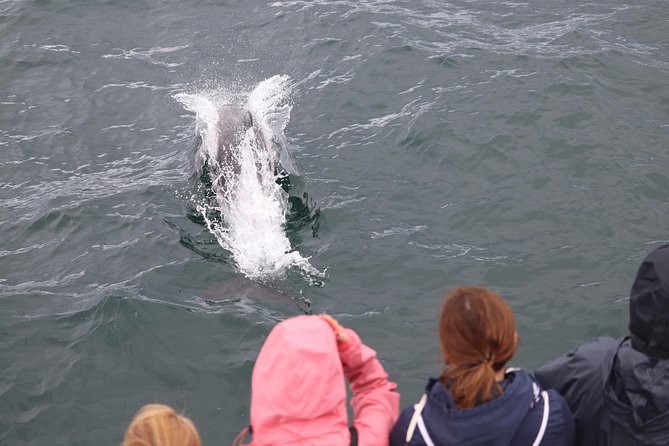 Whale Watching And Northern Lights Half Day Combo Tour Overview Of The Tour