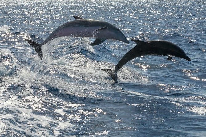 Whale Watching Catamaran In Costa Adeje (including Drinks & Sandwich) Overview Of The Experience