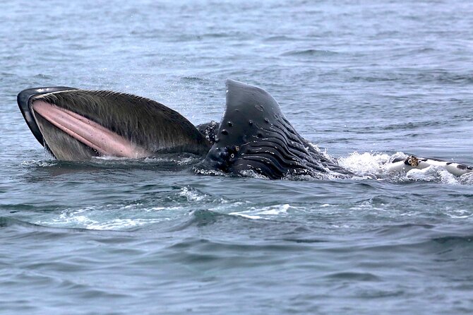 Whale Watching Cruise With Expert Naturalists - Increased Odds of Wildlife Sightings