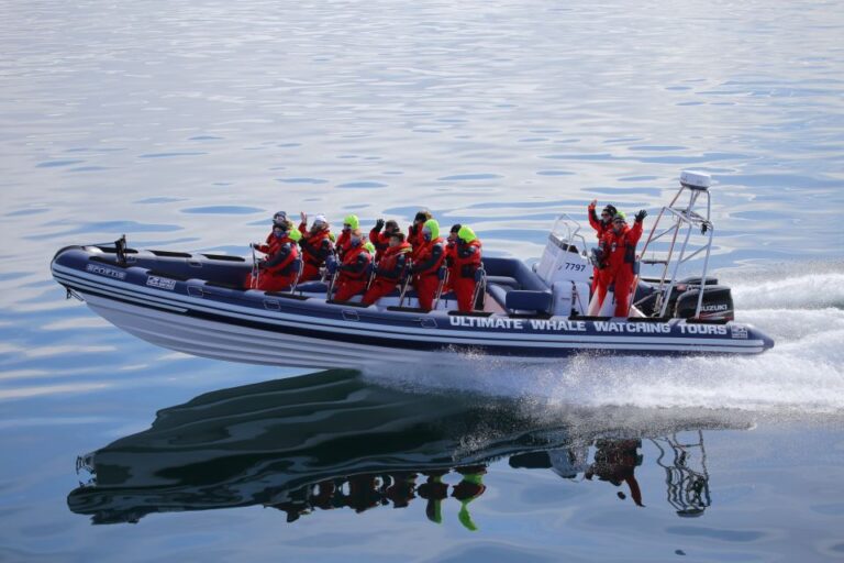 Whale Watching In Reykjavik By Speedboat Tour Overview