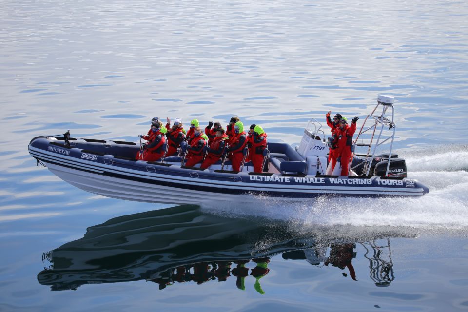 Whale Watching in Reykjavik by Speedboat - Tour Overview