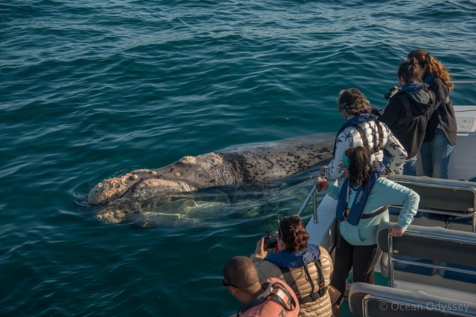 Whale Watching Knysna - Close Encounter Experience Ocean Odyssey - Overview of the Whale Watching Tour