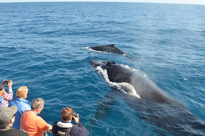 Whale Watching & Samana Bacardi Island Tour Details