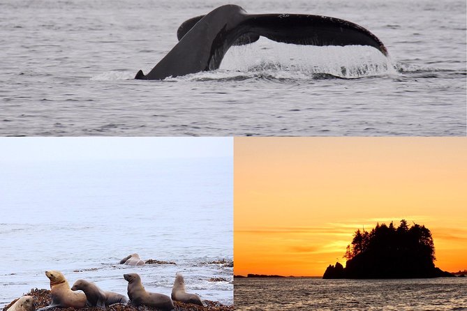 Whale Watching & Sightseeing Tour in Ucluelet, Vancouver Island - Boat Features and Amenities