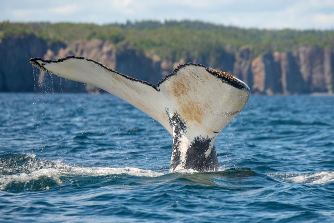 Whale Watching Tour By Zodiac And Tow N Go Kayak With 2 Nights Accomm. Package Package Details