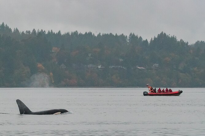 Whale Watching Tour In A Zodiac Boat In Victoria Wildlife Viewing