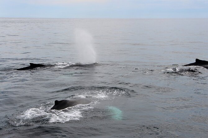 Whale Watching Tour in Gloucester - Tour Overview